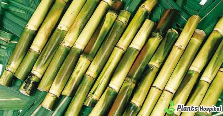 sugarcane-benefits