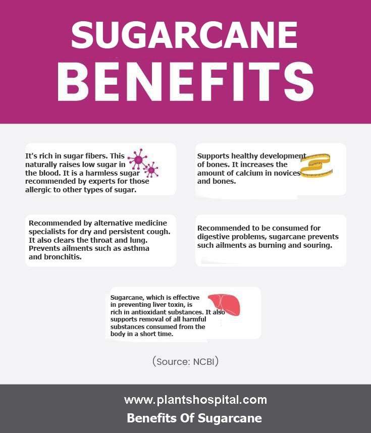 sugarcane-graphic