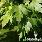 sycamore-leaf