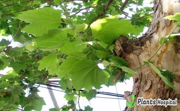 sycamore-leaf-benefits