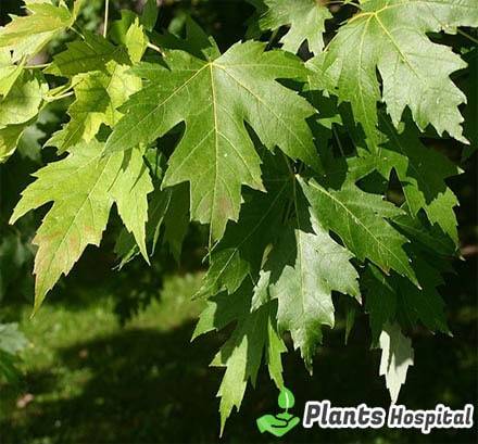 sycamore-leaf