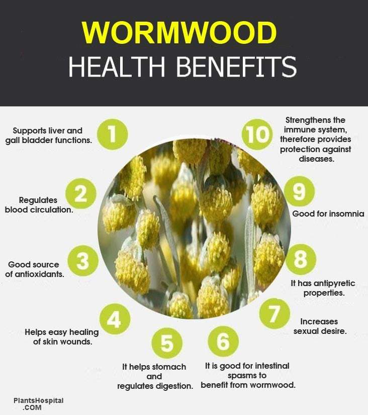 13-amazing-health-benefits-of-wormwood-damages-uses-dosage