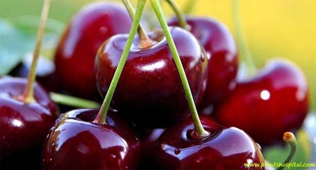 Cherries