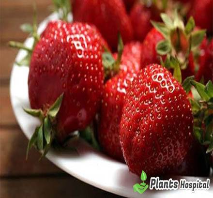 Eating-Strawberries-During-Pregnancy