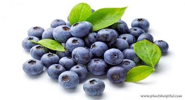 blueberries