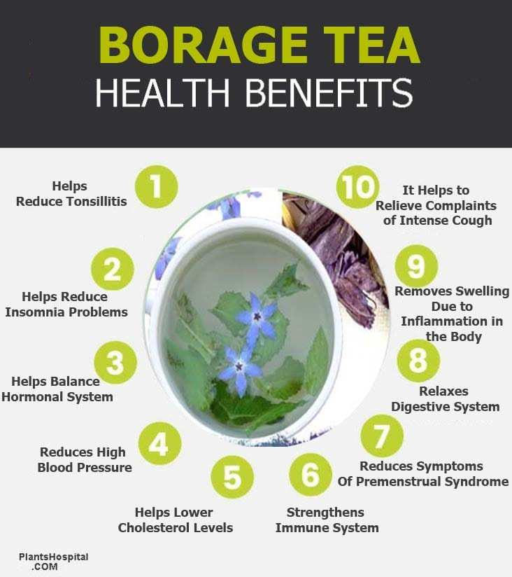 borage-tea-graphic