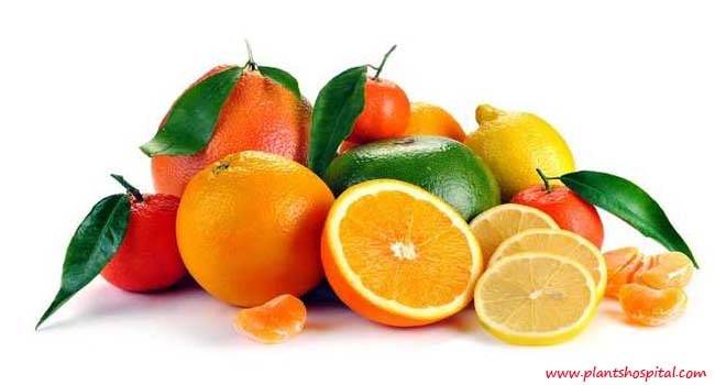 citrus