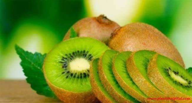 kiwi