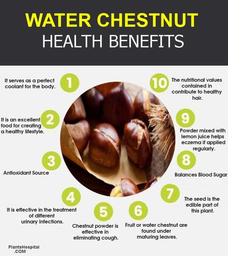 water-chestnut-15-best-health-benefits-nutritional-values-uses