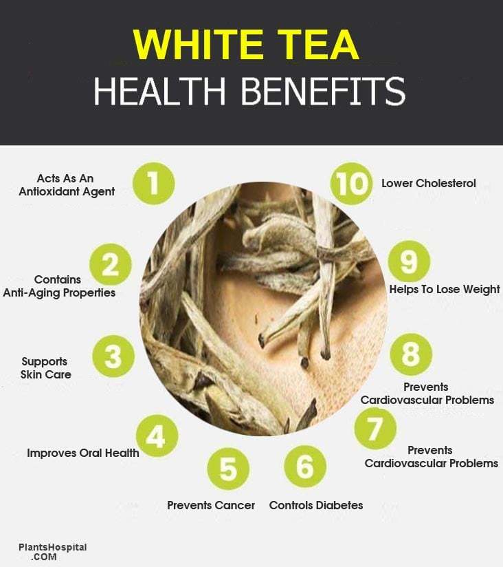 white-tea-graphic