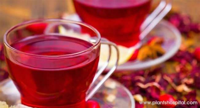 Hibiscus-tea