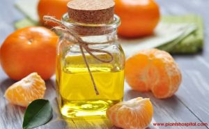 Mandarin Essential Oil: Health Benefits, Uses, Warning & More