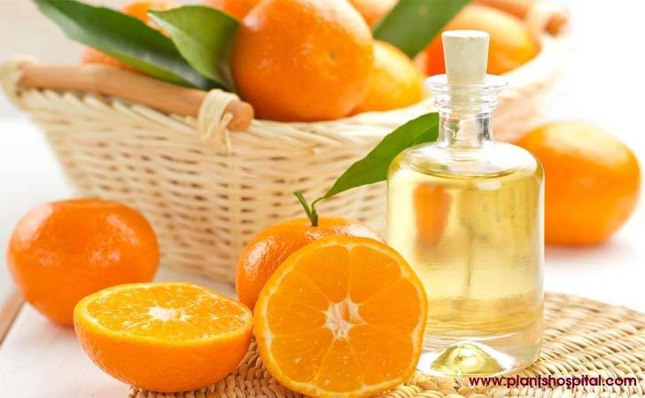 Mandarin Essential Oil: Health Benefits, Uses, Warning & More