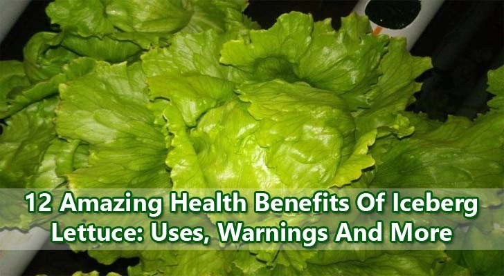 12 Amazing Health Benefits Of Iceberg Lettuce Uses Warnings And More 8321