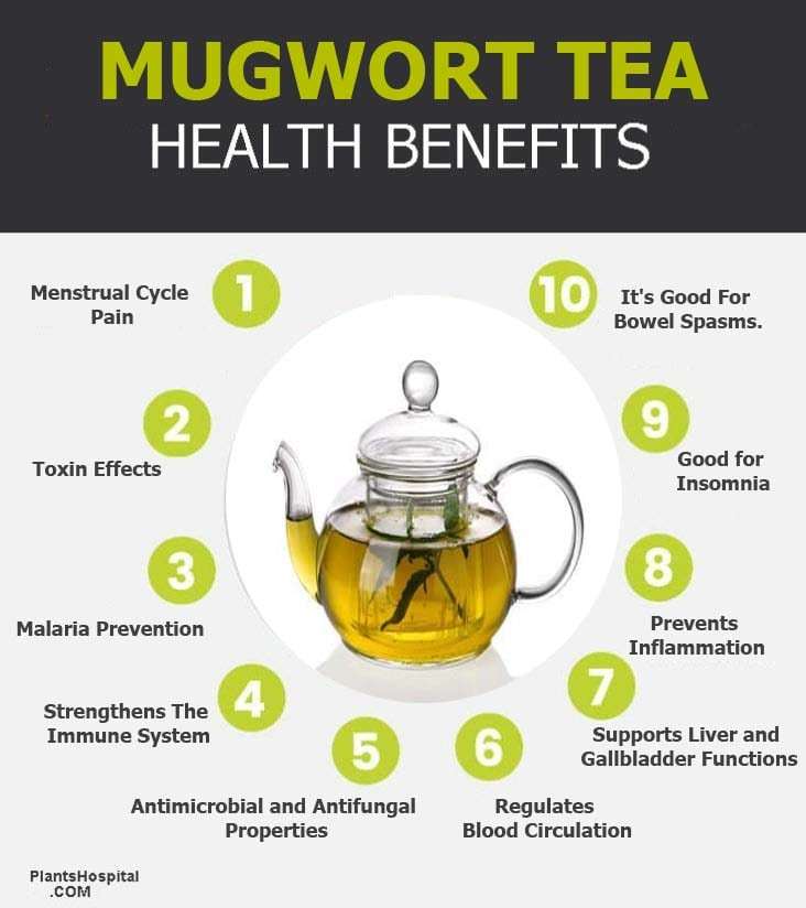 mugwort-tea-benefits-graphic