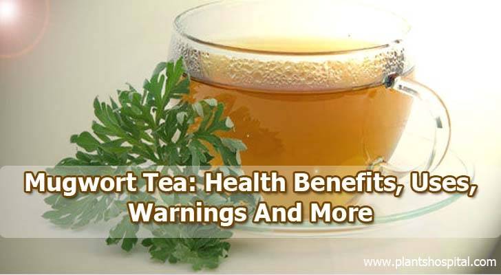 mugwort-tea-benefits