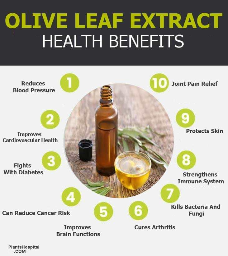 9 Proven Benefits of Olive Leaf Extract: Uses, Warnings & More