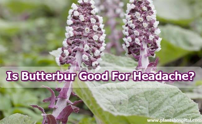 Butterbur