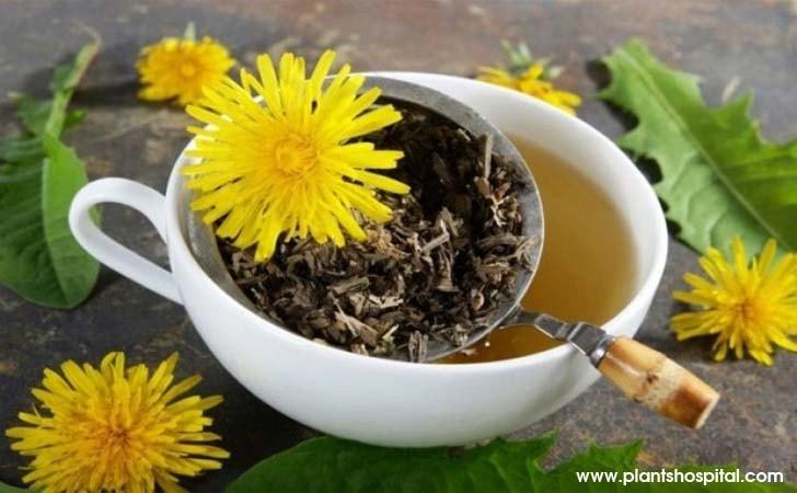 Dandelion-tea-benefits