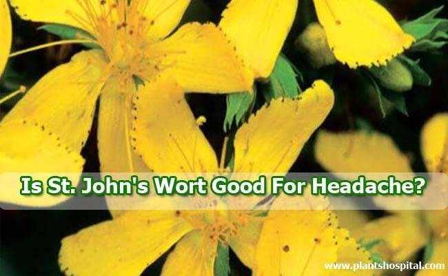 St.-John's-Wort