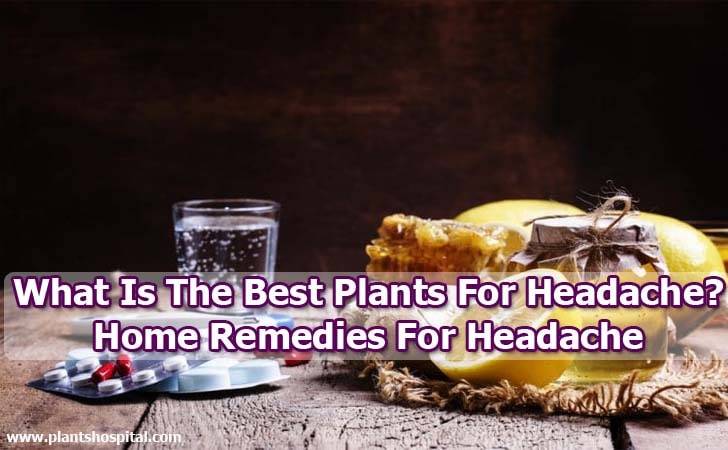 What-Is-The-Best-Plants-For-Headache