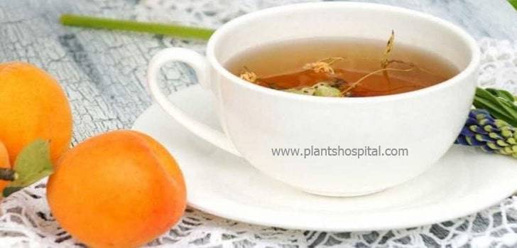 apricot-tea-benefits