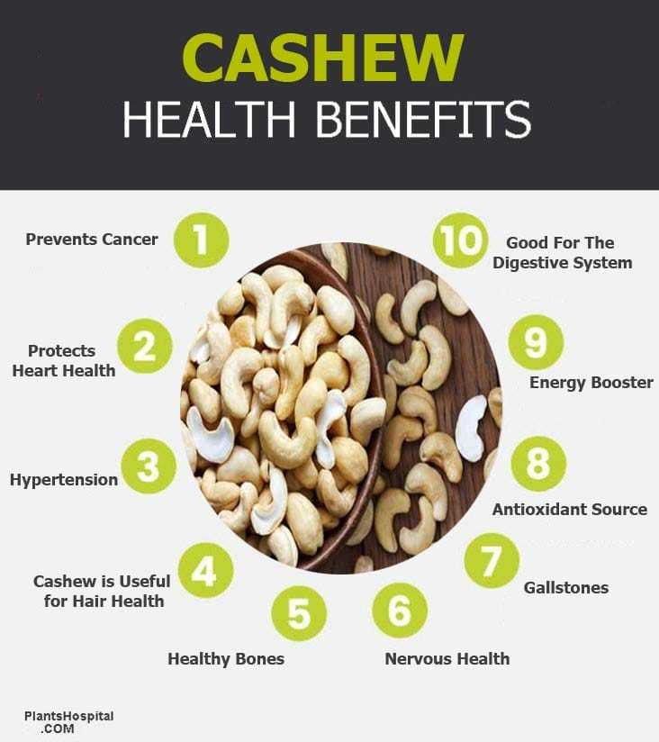 Cashew 9 Wonderful Health Benefits Of Cashew Uses Warnings And More