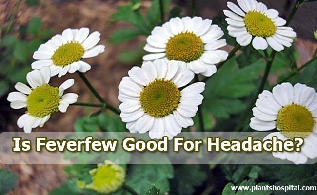 feverfew