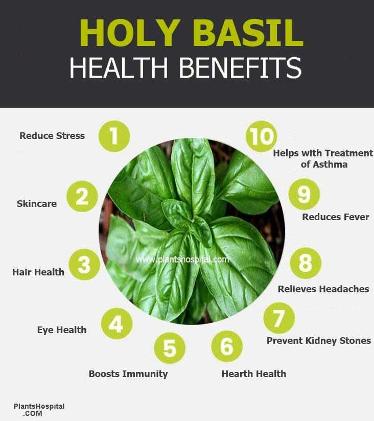 Holy Basil (Tulsi) Health Benefits, Uses, Side Effects And Warnings