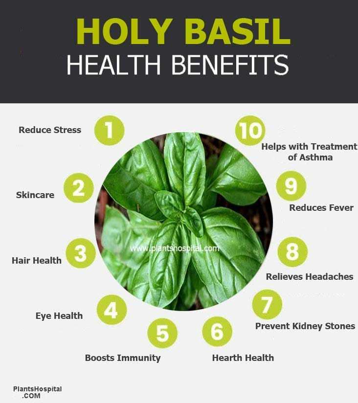 holy-basil-benefits-graphic