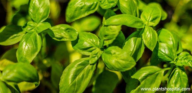 holy-basil-benefits