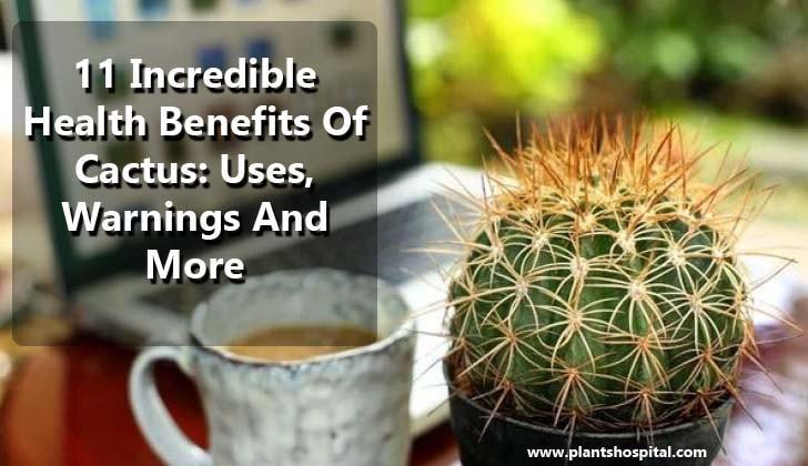 cactus-benefits
