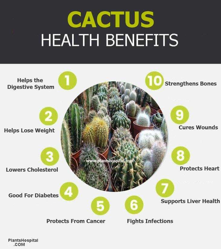 11 Incredible Health Benefits Of Cactus Uses, Warnings And More