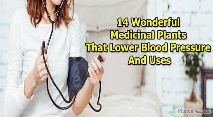 14-medicinal-plants-that-lower-blood-pressure