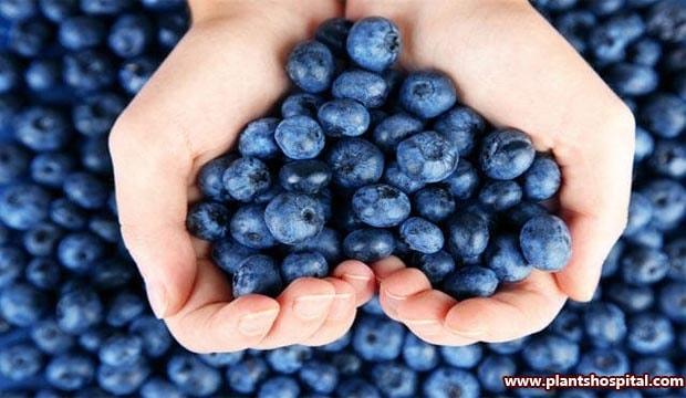 Blueberries-for-brain-health