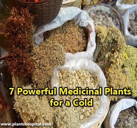 The-Powerful-Medicinal-Plants-for-a-cold