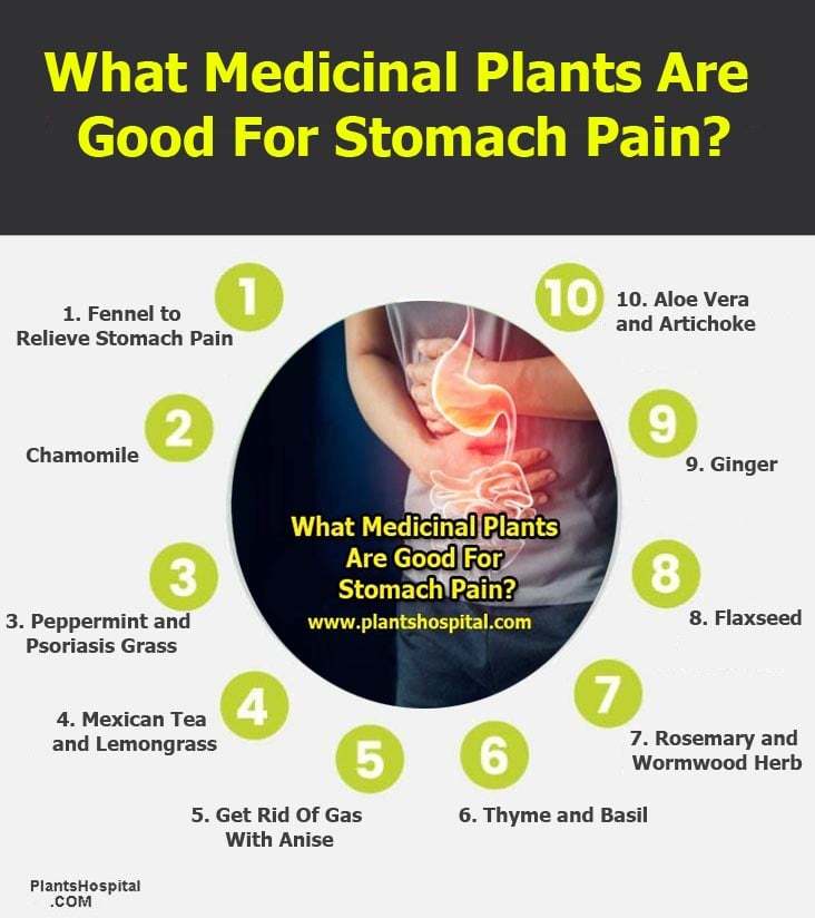 What-Medicinal-Plants-Are-Good-For-Stomach-Pain-Graphic