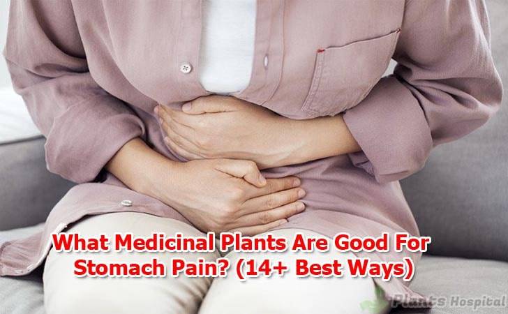What-Medicinal-Plants-Are-Good-For-Stomach-Pain