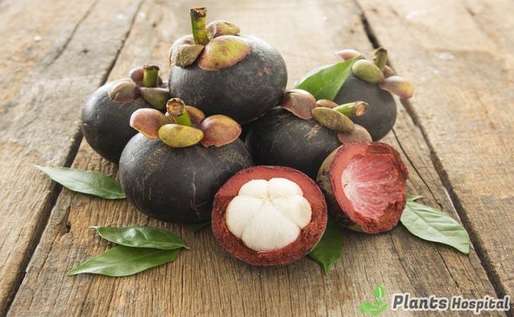 benefits-of-mangosteen