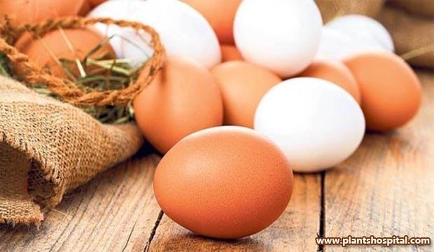 egg-for-brain-health