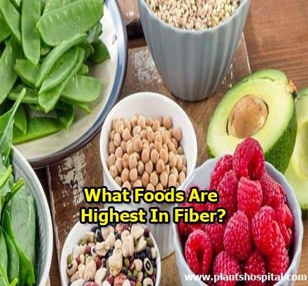 fiber-foods