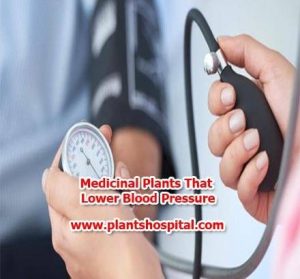 medicinal-plants-that-lower-blood-pressure
