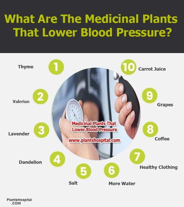 medicinal-plants-that-lower-blood-pressure-graphic