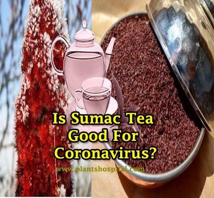 sumac-tea-benefits