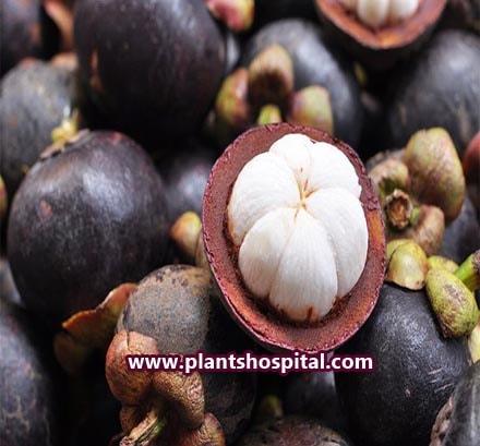 what-is-mangosteen