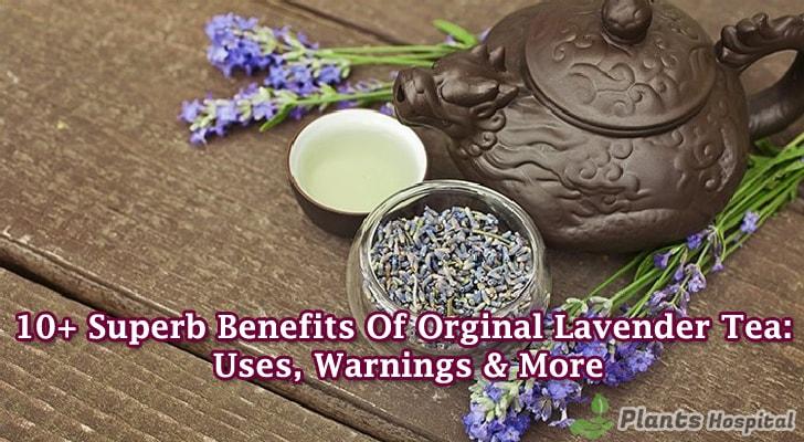 Lavender-tea-benefits