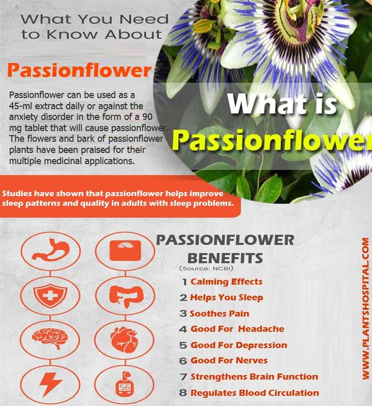 Passionflower-benefits-infographic