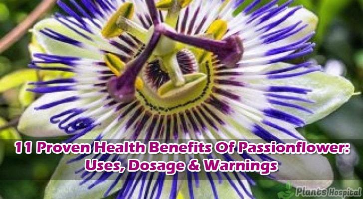 Passionflower-benefits