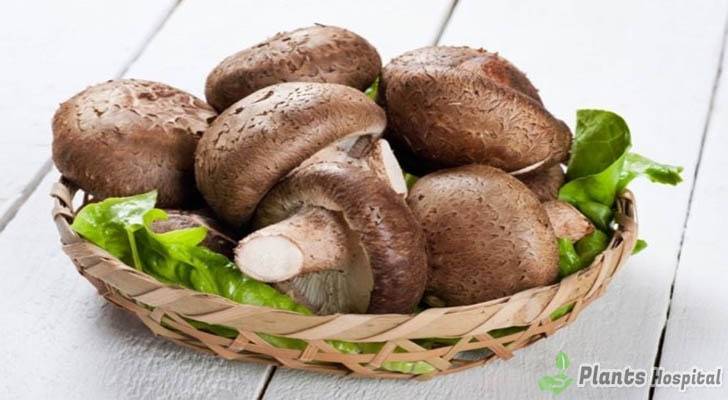 Shiitake-Mushrooms