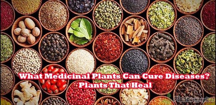 What-Medicinal-Plants-Can-Cure-Diseases